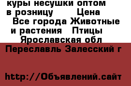 куры несушки.оптом 160 в розницу 200 › Цена ­ 200 - Все города Животные и растения » Птицы   . Ярославская обл.,Переславль-Залесский г.